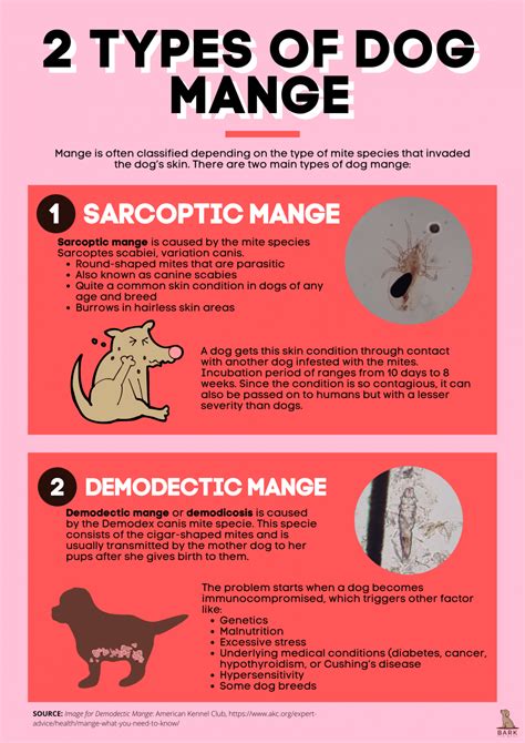 Signs Of Sarcoptic Mange In Dogs