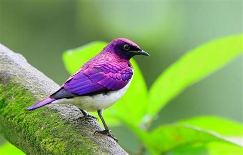 12 Beautiful Purple Colored-Birds That You Didn’t Know It Before ...