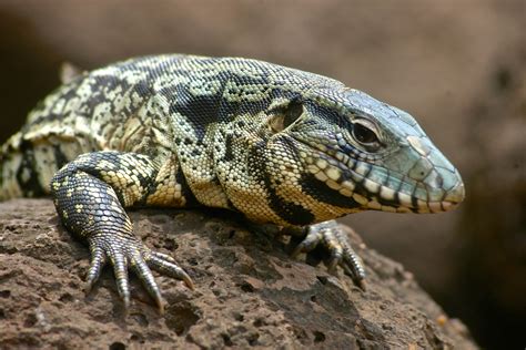 A dog-size lizard is threatening the U.S. South. Can it be stopped?