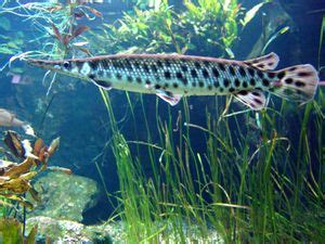 Spotted Gar (Lepisosteus oculatus) - The Free Freshwater and Saltwater ...