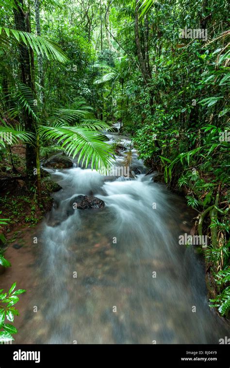 The Daintree Rainforest Queensland Australia Stock Photo - Alamy