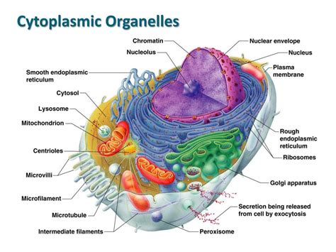 PPT - Cells and Tissues – Part I Cell Structures PowerPoint ...