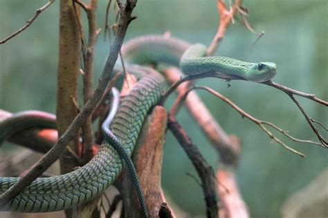 Boomslang - Cool and Interesting Facts for Kids