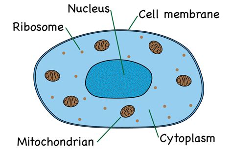 Diagram Of An Animal Cell - exatin.info