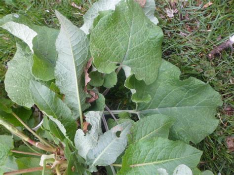 General | What is this large-leafed weed that grows near other shrubs