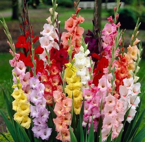 50 Gladiolus Flower Bulbs- Spectacular Rainbow Mix-All Colors(Pack of ...