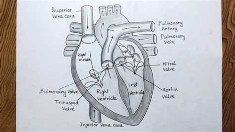 Human Heart Diagram