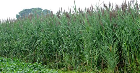 Phragmites chokes wetlands, also helps