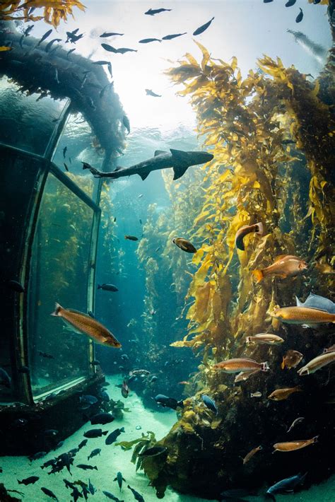 Monterey Bay Aquarium | Monterey bay aquarium, Sea world, Kelp forest