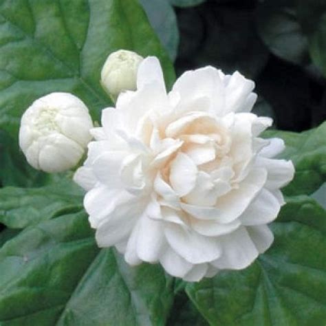 White Fresh Jasmine Flower, Rs 400 /kg Sugi Exports | ID: 23325244762