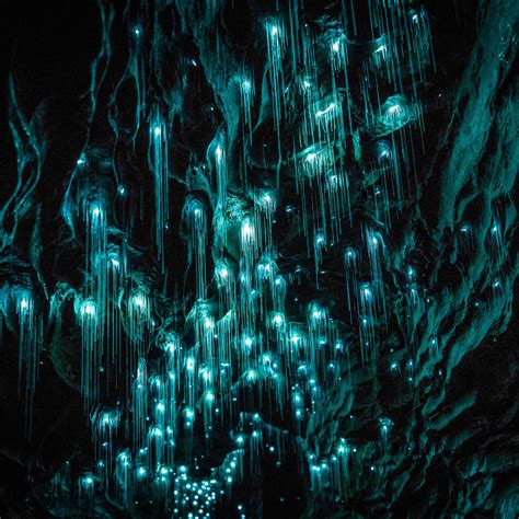 Exploring New Zealand’s Incredible Waitomo Glowworm Caves | Glowworm ...