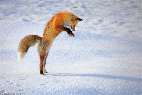 Otters and Science News: FOX CUB GETS STUCK IN THE SNOW WHILE TRYING TO ...