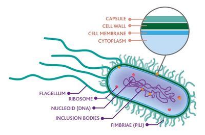 Bacterial Infections - Physiopedia