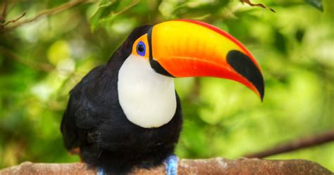 KeelBilled Toucan by flamedreamer on DeviantArt | Animales de la selva ...