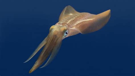 Bigfin reef squid, Coastal Waters, Octopuses & Kin, Sepioteuthis ...