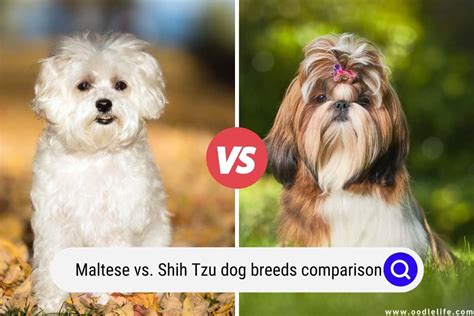 Maltese Vs Shih Tzu — Dog Breed Comparison (Photos!) - Oodle Life