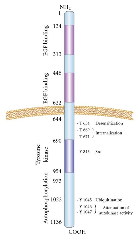 Structure of EGFR. EGFR consists of extracellular, transmembrane, and ...