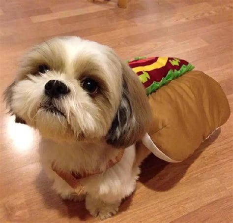 60+ Cute Shih Tzu Dogs in Halloween Costumes | Page 4 of 13 | The Paws