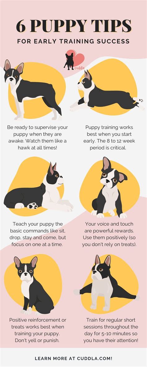 Boston Terrier Training Method, Session and Schedule | Potty training ...