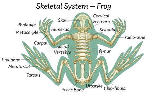 Frog skeletal system stock illustration. Illustration of feet - 27379004