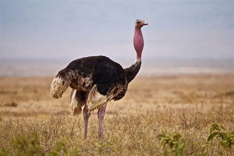 Common Ostrich ♂ | BirdForum