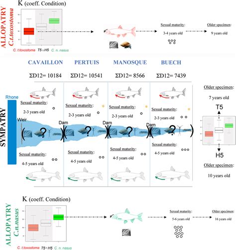 LIFE HISTORY TRAITS EVOLUTION THROUGH THE HYBRID ZONE. Global summary ...