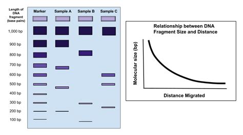 How Does Gel Electrophoresis Separate DNA Fragments - Pediaa.Com