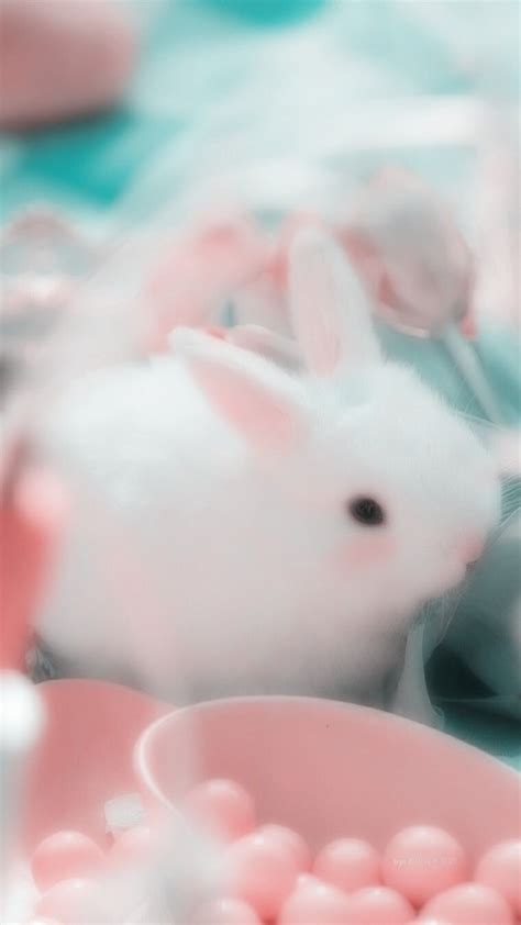 70+ Wallpaper Rabbit Cute Hd Pictures - MyWeb