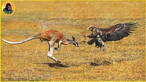 Kings Of The Sky: Eagles Harass Goats, Kangaroos, And Coyotes - YouTube