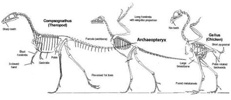 The Origin of Archaeopteryx – Illustrated | Evolution, Fun science ...