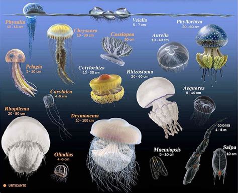 Meduses - Jellyfish | Types of jellyfish, Jellyfish, Jellyfish species