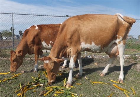 Guernsey Cattle - The Livestock Conservancy