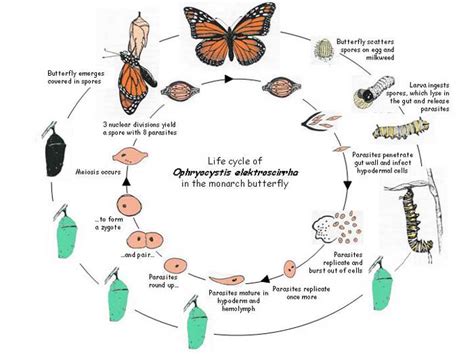 OE & Monarch Conservation