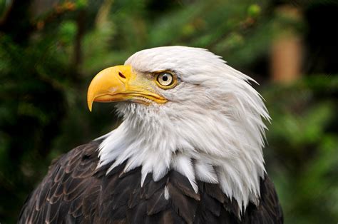 Close up photo of bald eagle, america HD wallpaper | Wallpaper Flare