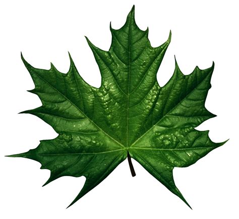 Green leaves | Leaves, Green leaves, Leaf clipart