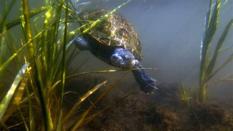 Saltwater Marshes Animals