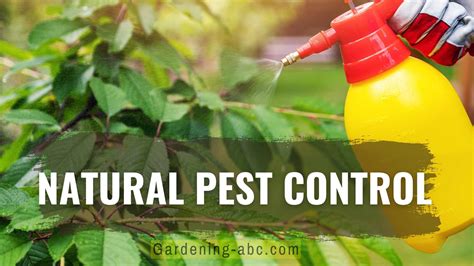 12 Natural Pest Control Methods: Control Pests Organically With Natural ...