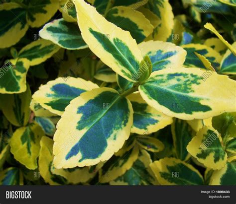 Variegated Leaves Image & Photo (Free Trial) | Bigstock