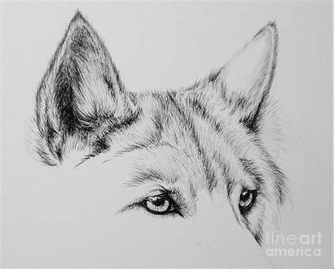 Wolf Eyes Drawing by Catherine Howley - Pixels