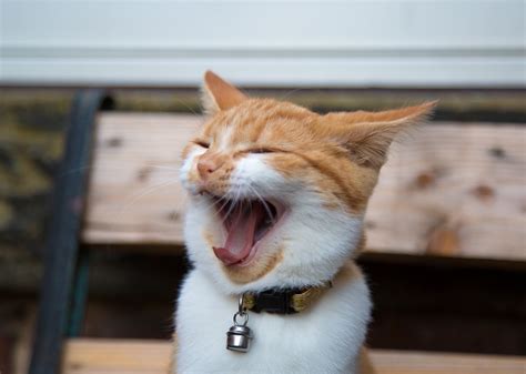 Smiling Cat Free Stock Photo - Public Domain Pictures