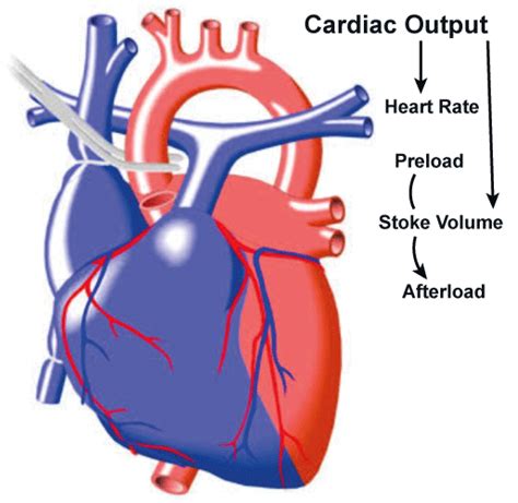 Cardiac Output Definition - JavaTpoint