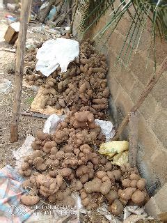 Yam Farming A Means Of Livehood In Nigeria - Agriculture - Nigeria