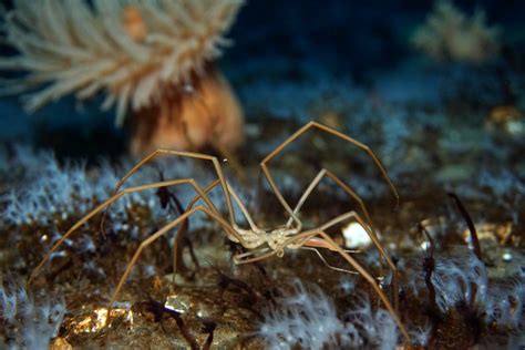 Sea Spiders Move Oxygen with Pumping Guts, Marine Biologists Say ...