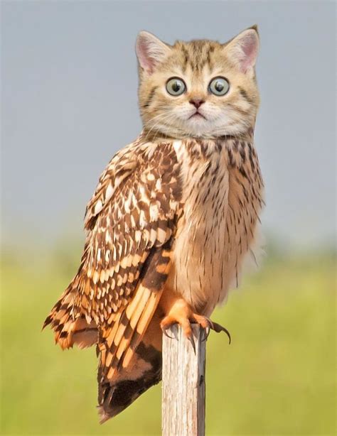 68 Unusual Cat And Bird Hybrids Bred In Photoshop (Add Yours ...