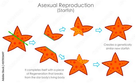 Starfish Sea star regeneration. Reproductive by regeneration with stage ...