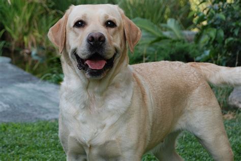 Fotos - Labrador Retriever