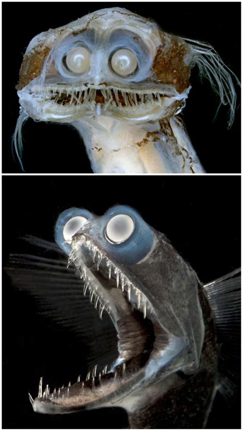 Meet the deep sea telescope fish called Charles. | Deep sea creatures ...