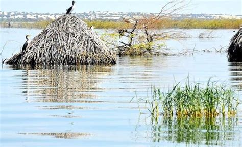 Crocodile attacks leave three dead, 15,000 displaced by Lake Turkana ...