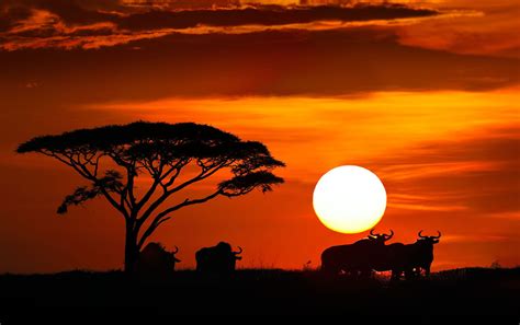 Savanna sunset by Nikolai Zinoviev - Photo 221450 / 500px