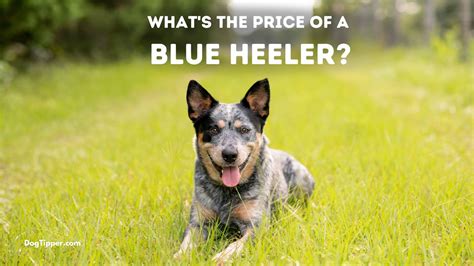 What's the Price of a Blue Heeler? (2023)